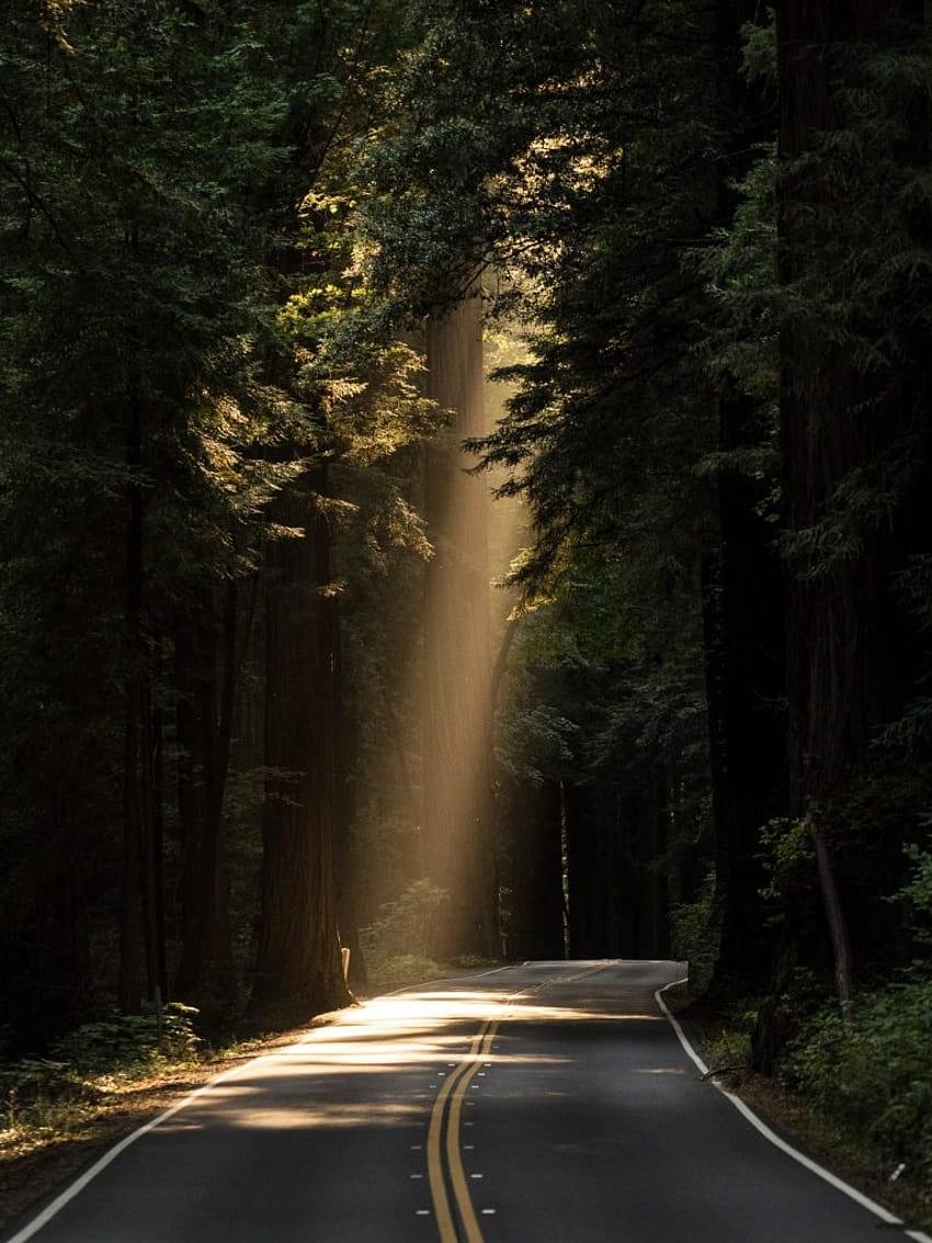 Conifer Daylight Evergreen Forest Highway, foresta Sfondo del telefono HD