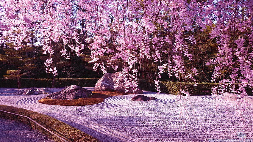 For > Cherry Blossom Tree Anime, sakura flower HD wallpaper