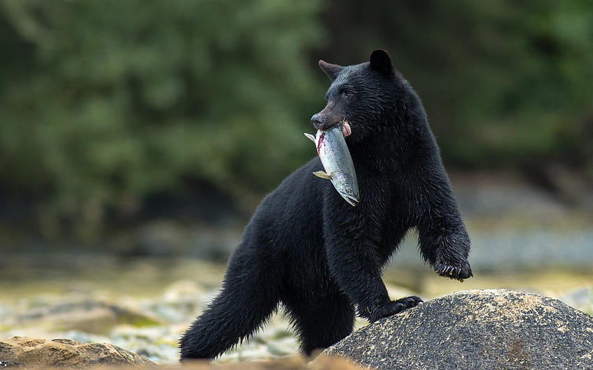 Black bear catch a fish 1920x1200 , autumn black bear HD wallpaper