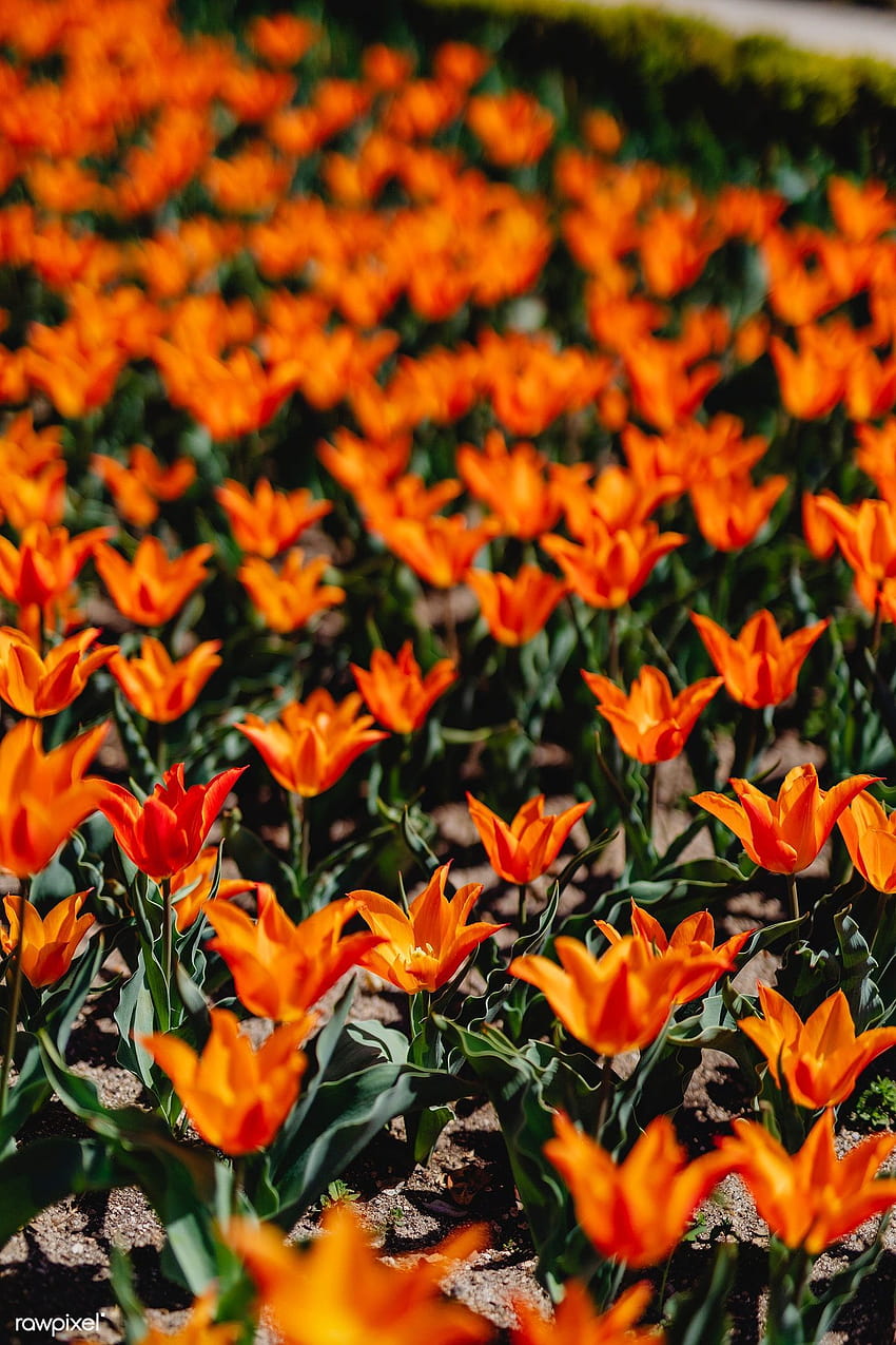 Żywe kwitnące pomarańczowe pole tulipanów, wiązka pomarańczowych tulipanów Tapeta na telefon HD