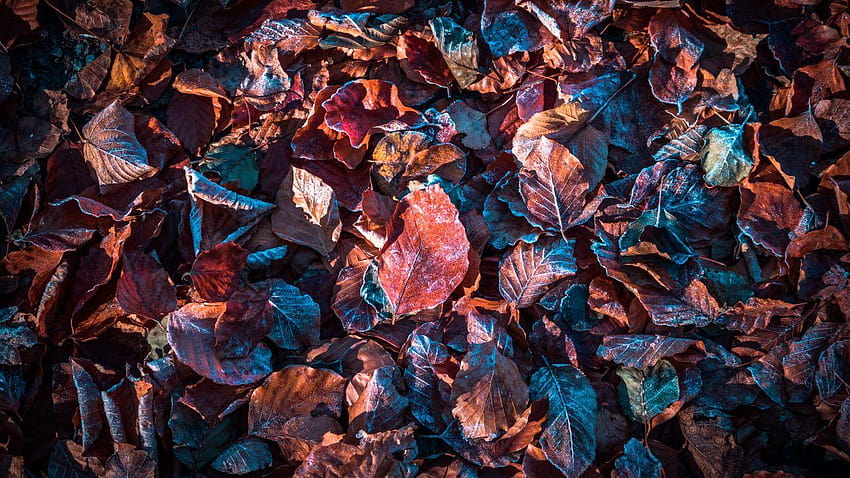 Daun musim gugur, Salju, Beku, Dedaunan musim gugur, daun beku Wallpaper HD