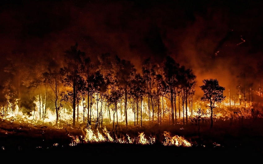 Orman Yangını, orman yangınları HD duvar kağıdı