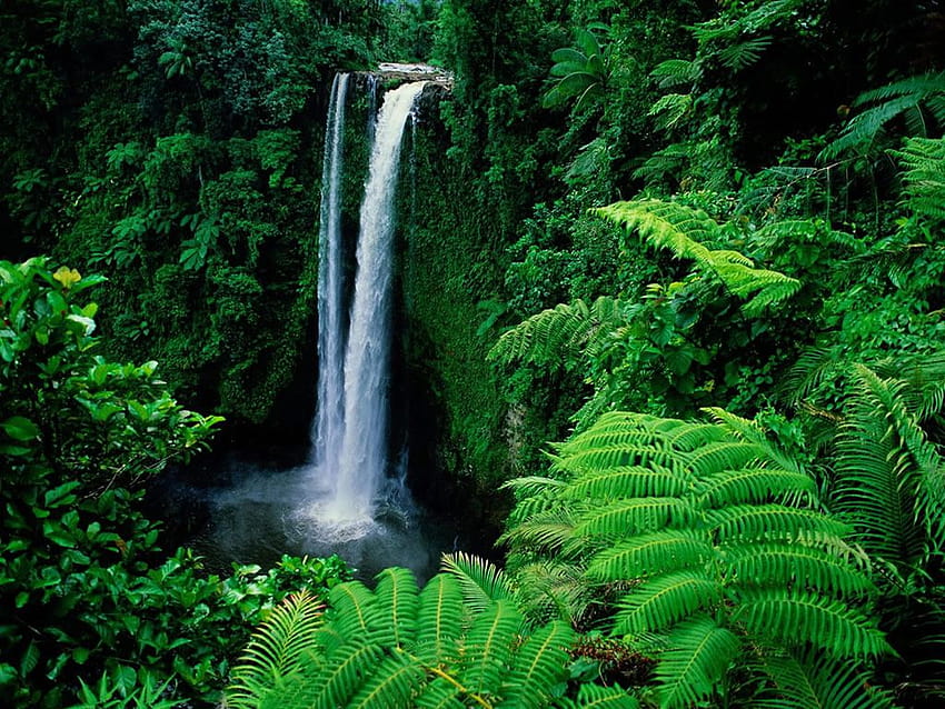 Migliori 1 Sfondi Foresta Pluviale su Hip, computer foresta tropicale Sfondo HD