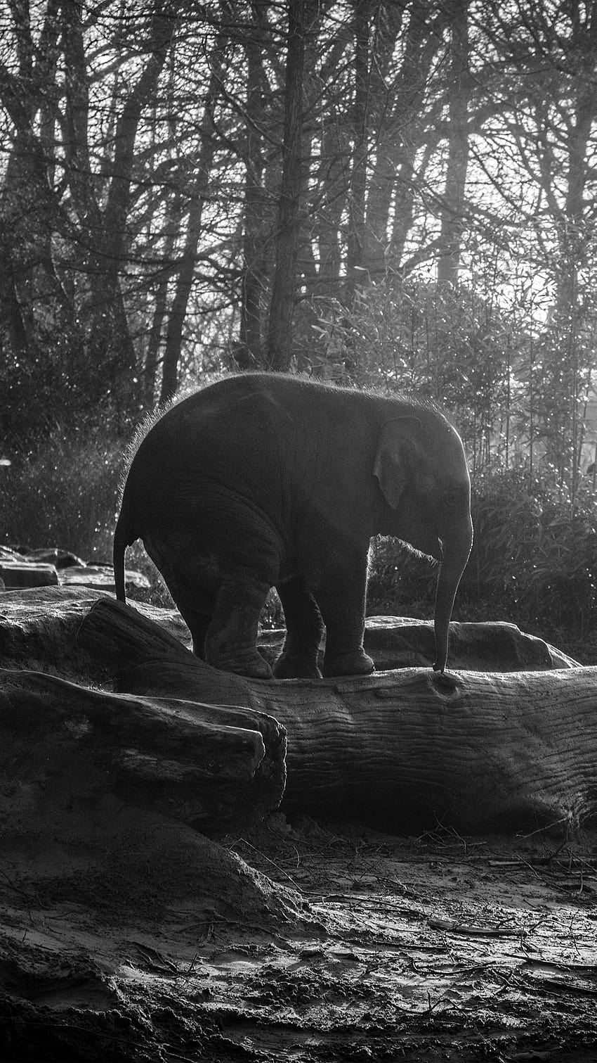 Elephant Dark Bw Animal Cute Nature Baby Android, бял слон HD тапет за телефон