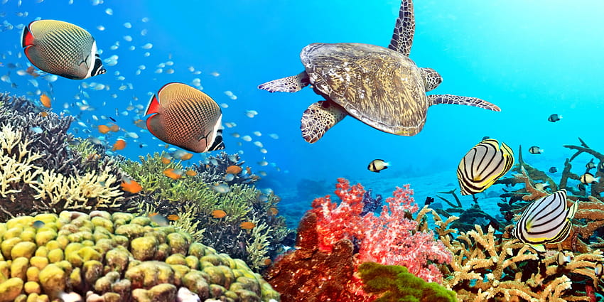 Ilustração de criaturas marinhas, peixe, oceano, tartaruga, grande barreira de corais papel de parede HD