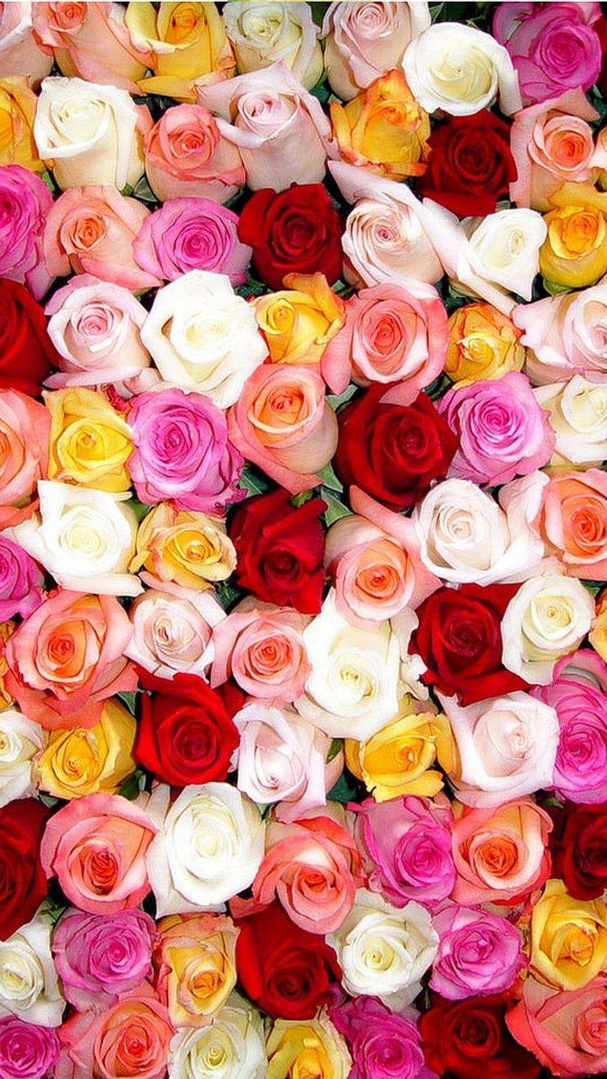 Rose iPhone, cute roses HD phone wallpaper | Pxfuel