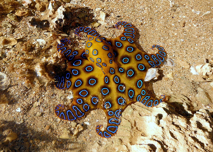 Blue Ringed Octopus HD wallpaper