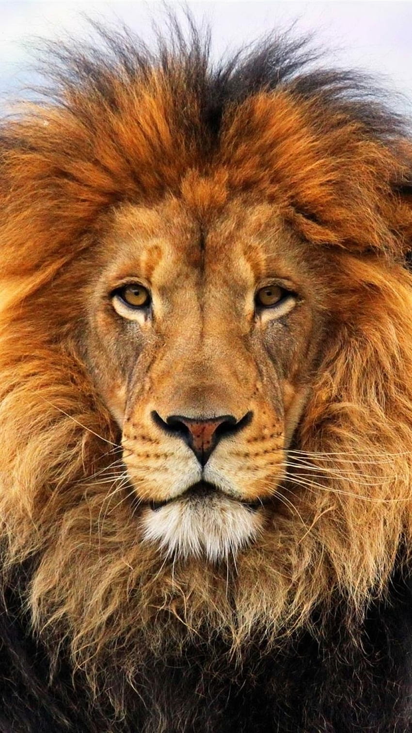 King of beasts, lion, manes, face 750x1334 iPhone 8/7/6/6S, lion face iphone  HD phone wallpaper | Pxfuel