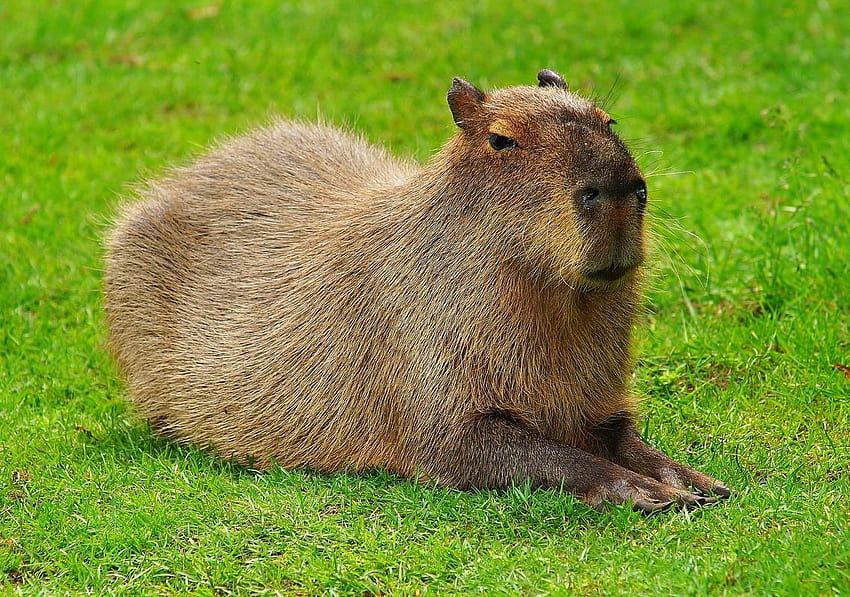 Capybara for Android HD wallpaper