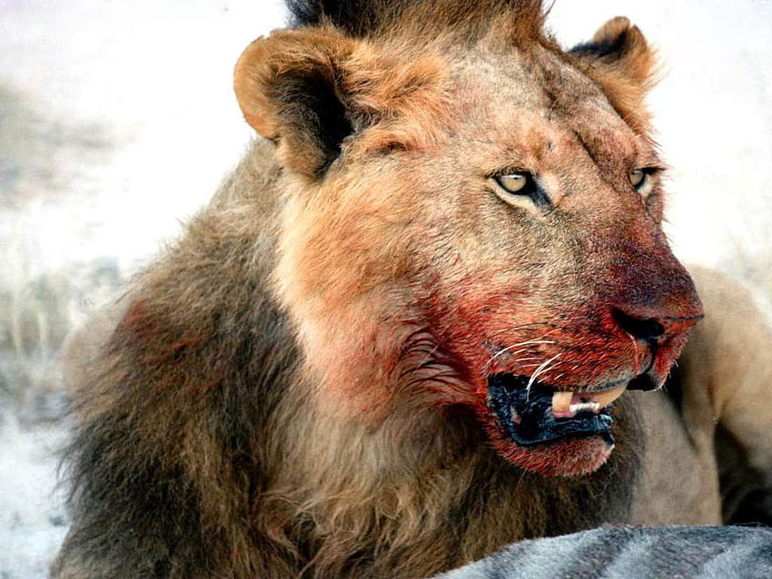 Dzikie życie: niebezpieczny lew, niebezpieczny lew Tapeta HD