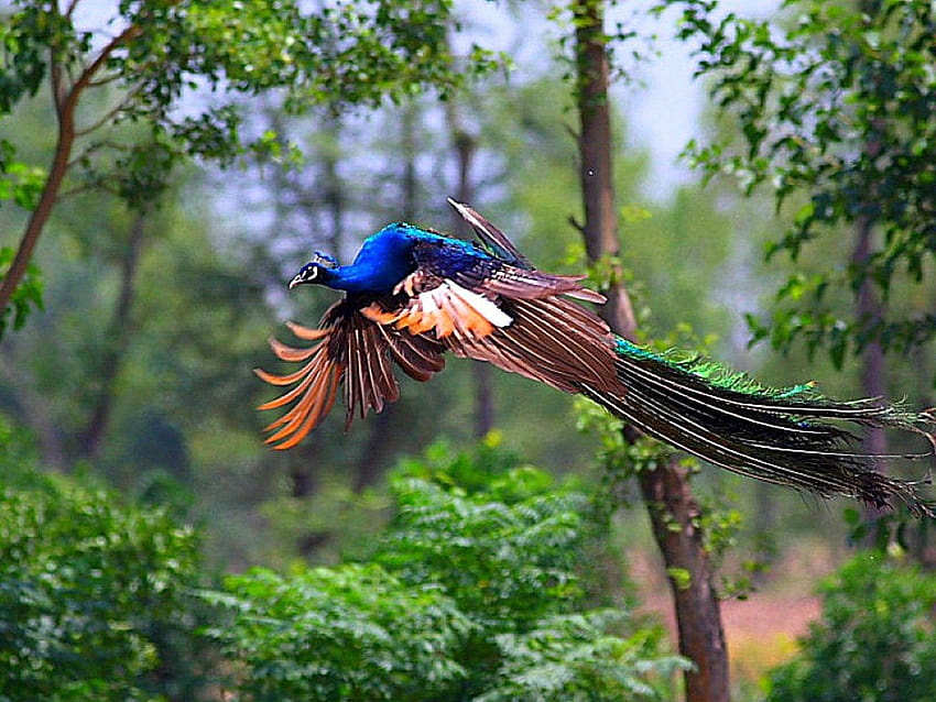 Colorful Peacock Bird Love Birds ~ Birds for 16:9, mobile phone love birds HD wallpaper