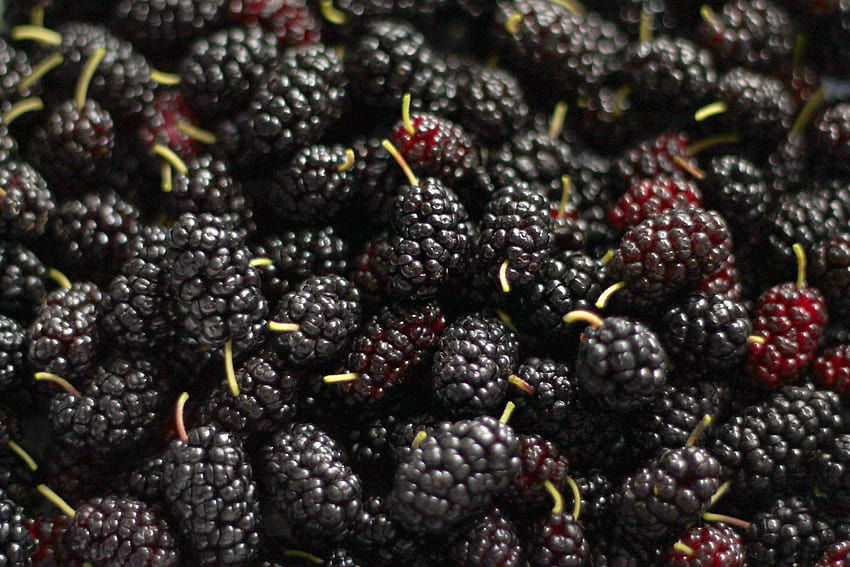 Berry berries mulberry fruits ripe tasty HD wallpaper