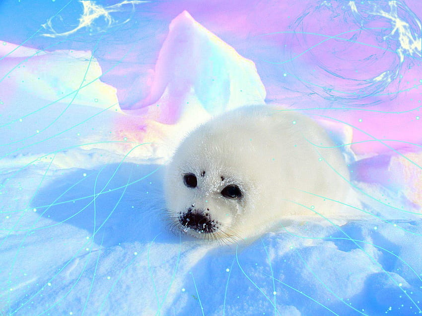 Foca kawaii, crías de foca fondo de pantalla