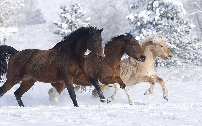 Inverno mit pferde im schnee Sfondo HD