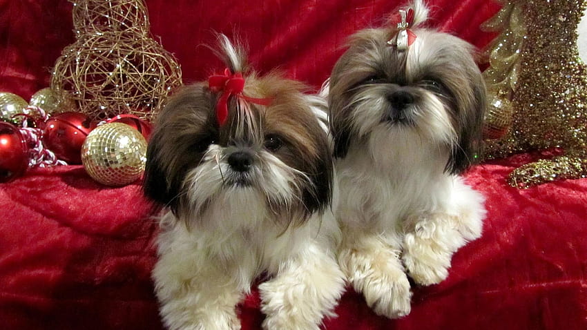 ปาร์ตี้คริสต์มาสชิสุห์ 2558 สุนัขอายุน้อยและสุนัขโตเต็มวัย ชิสุห์, สัตว์ชิสุห์ วอลล์เปเปอร์ HD