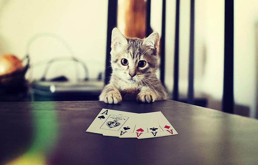 カード、猫、火かき棒、猫、猫、火かき棒、足、火かき棒の猫 高画質の壁紙