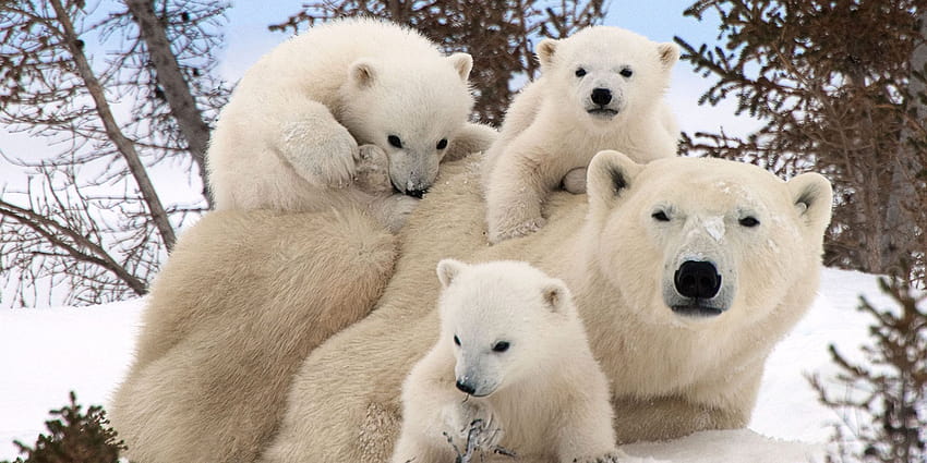 Polar Bear Family Portraits : 13 HD wallpaper