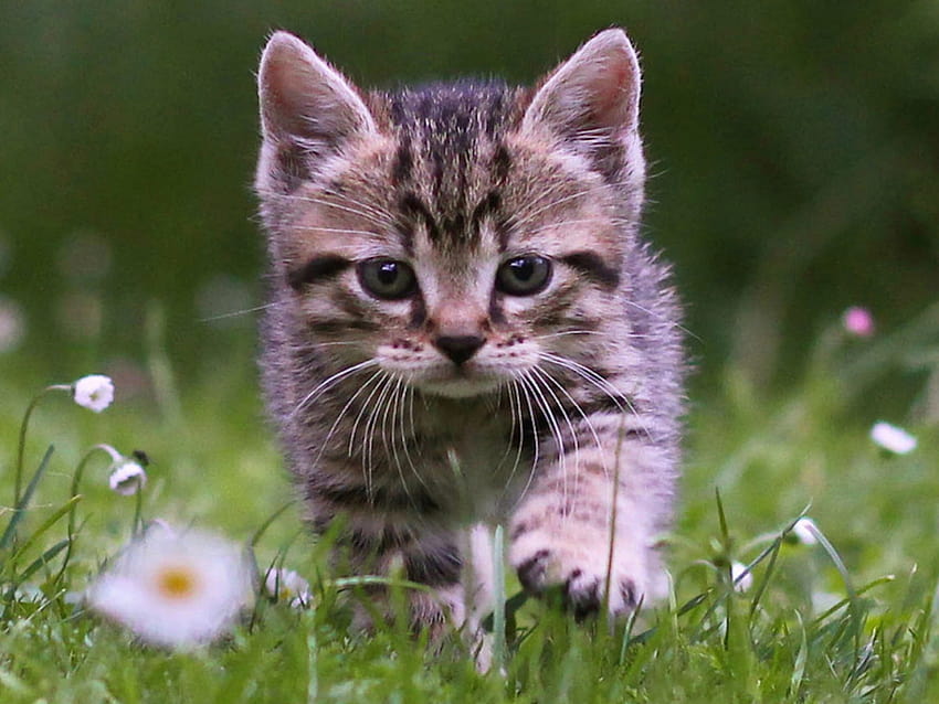 Cute Tabby Kitten HD wallpaper