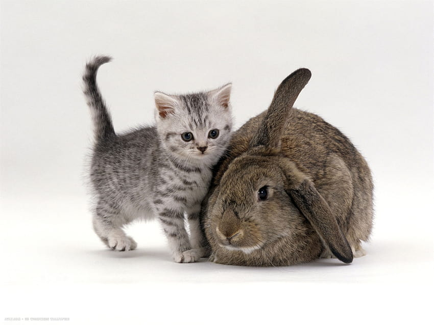silver spotted kitten with agouti lop rabbit HD wallpaper