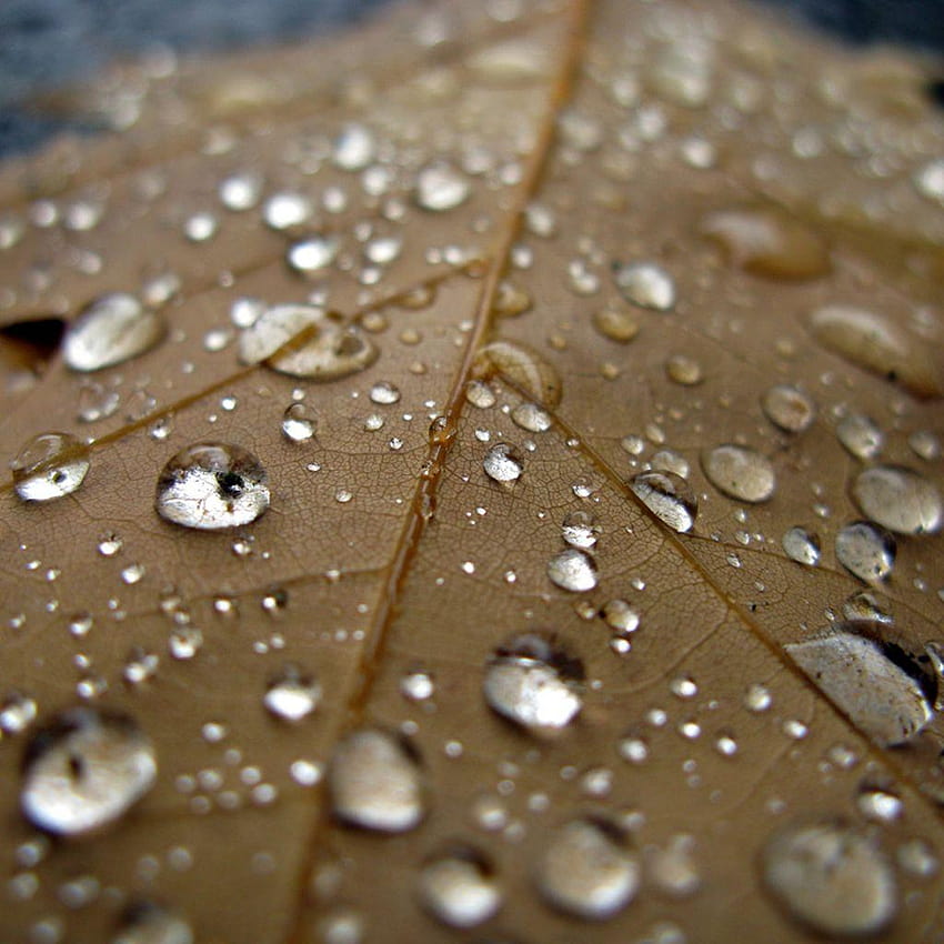 Leaf And Water Droplets Tablet and backgrounds HD phone wallpaper