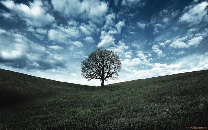 the lonely tree HD wallpaper
