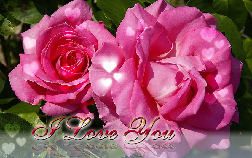 Flower I Love You, rosess with i love u mom HD wallpaper