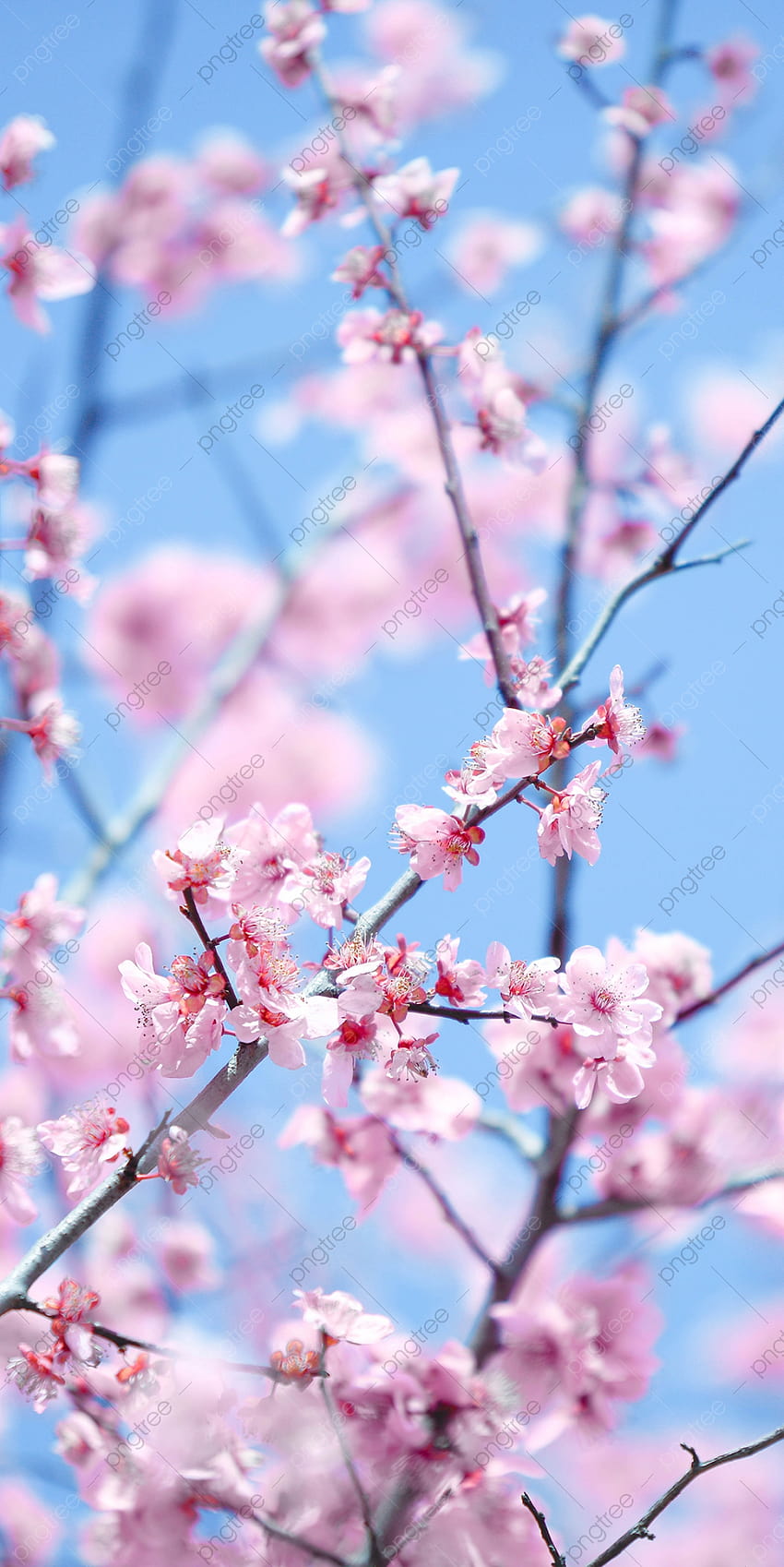 Sakura Versione verticale del romantico Cherry Blossom Spring Phone Background, Sakura, Cherry Blossoms, Spring Sfondi per, primavera verticale Sfondo del telefono HD