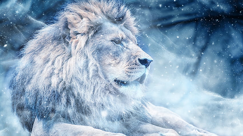 1920x1080 lion, snow, big cat, king of HD wallpaper