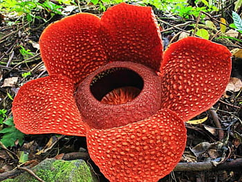 Rafflesia arnoldii HD wallpapers | Pxfuel