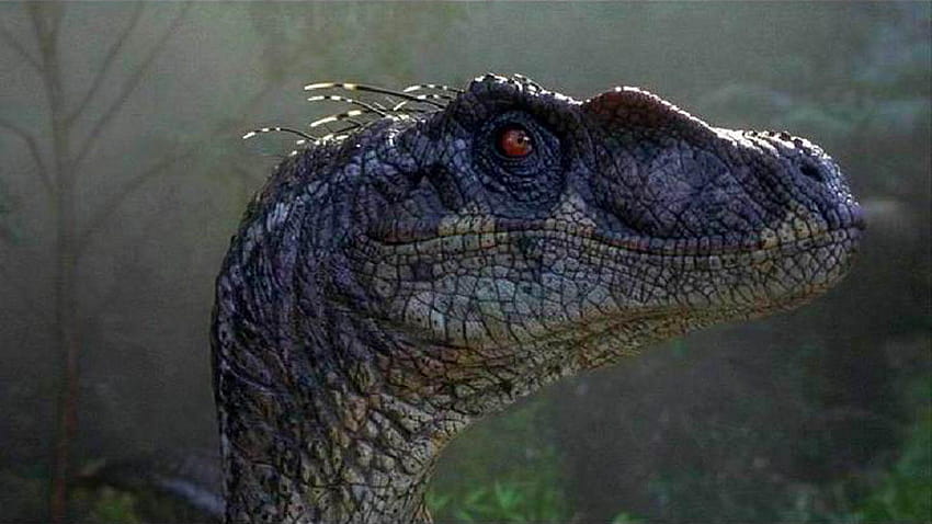 Jurassic Park III 'mengakhiri trilogi asli dengan, velociraptor Wallpaper HD
