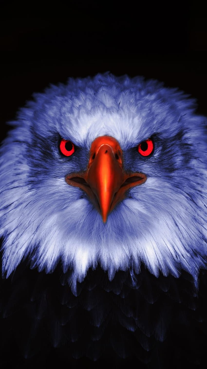 2160x3840 Elang, Raptor, mata merah, close up, elang biru wallpaper ponsel HD
