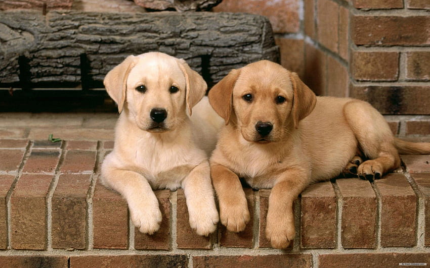 Labrador-Retriever-Welpen, Labrador ... Pinterest, gelber Labrador-Hund HD-Hintergrundbild