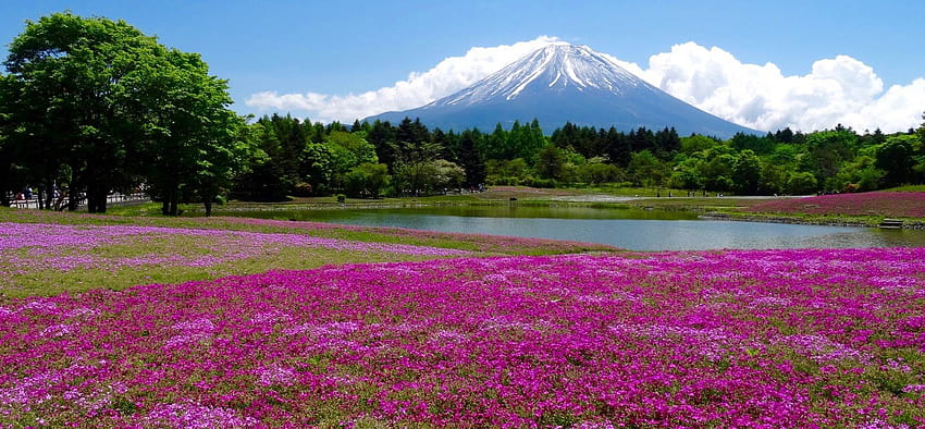 富士芝桜まつり : ふもとに千本の花 高画質の壁紙