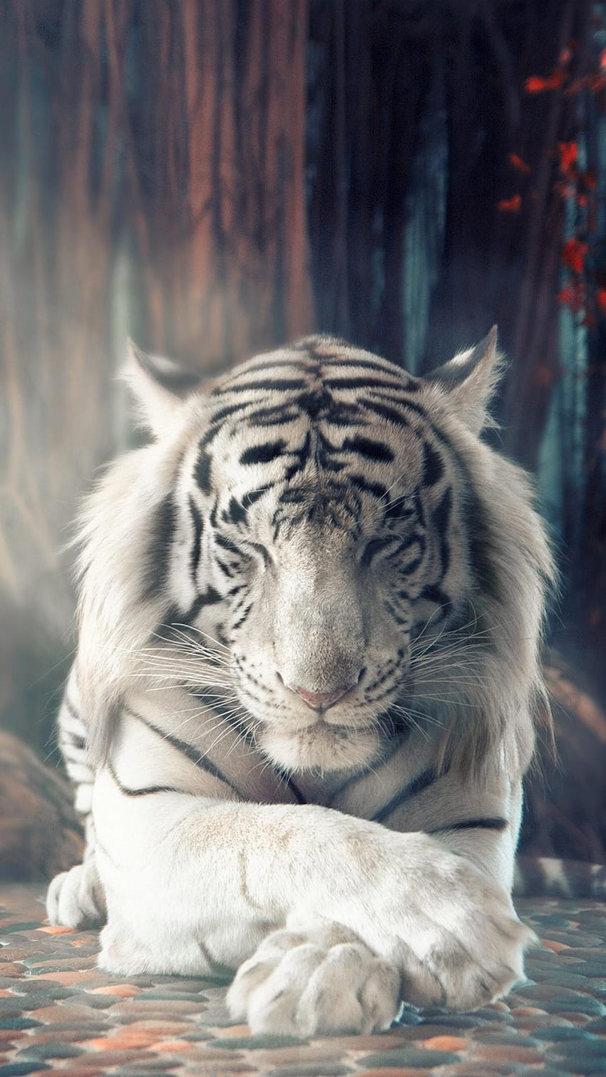 1080x1920 White Tiger Dreamy Iphone 7,6s,6 Plus, Pixel xl, biały tygrys zwierzę Tapeta na telefon HD