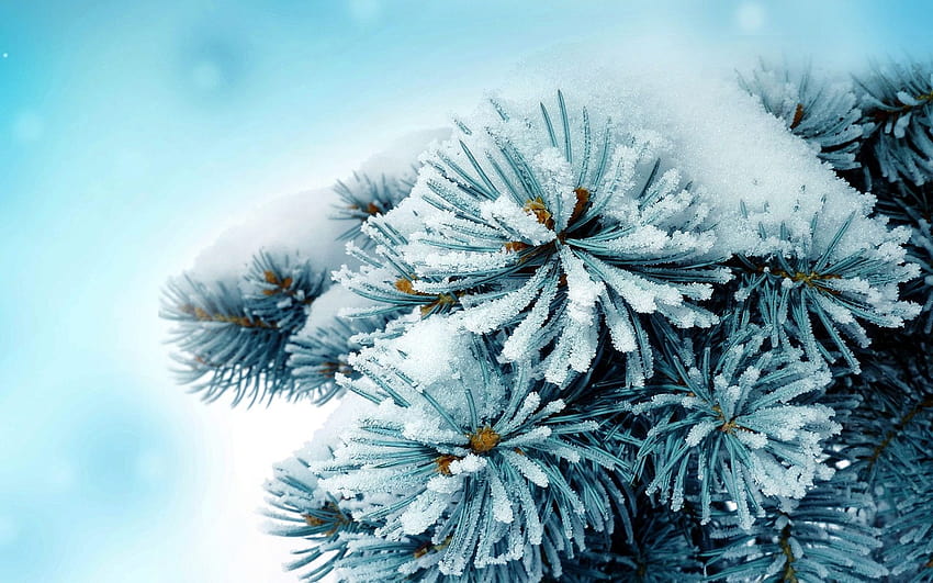 Frosty trees HD wallpaper | Pxfuel