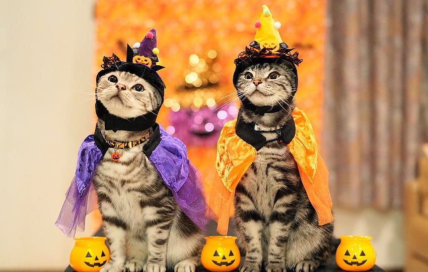 Autumn, look, holiday, cats, pair, costume, outfit, pumpkin, a couple ...