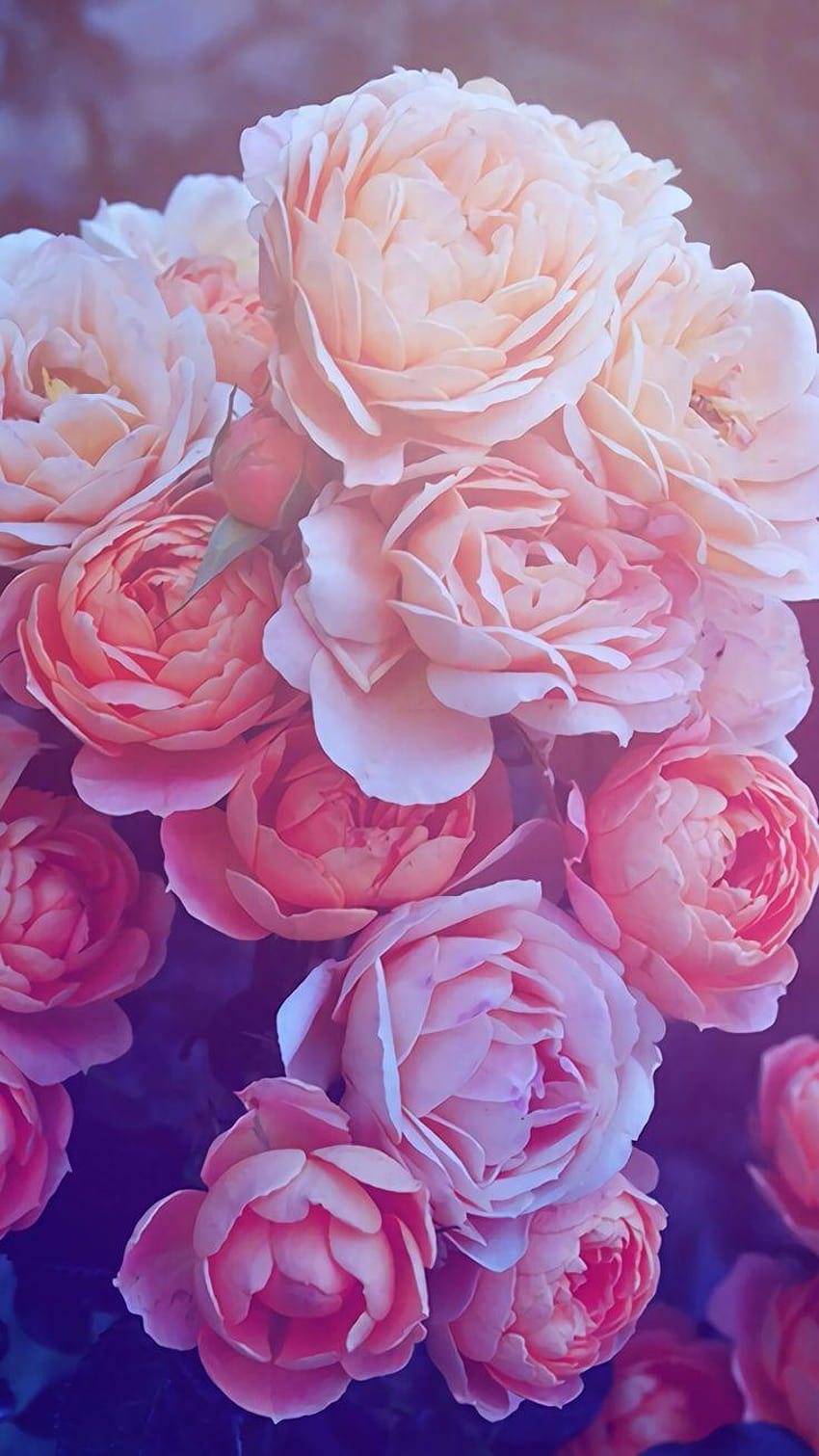 Die besten 2 rose Ideen auf Pinterest, gold rose HD phone wallpaper