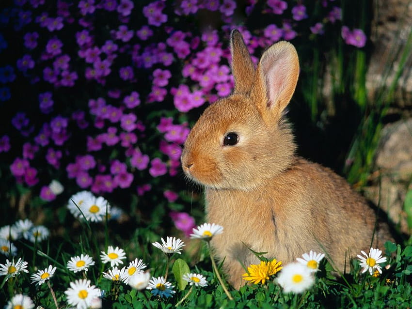 Easter Bunny [1024x768] for your , Mobile & Tablet, aesthetic easter bunny HD wallpaper