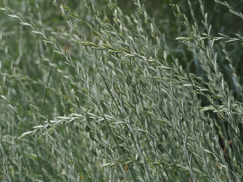 Какво расте в Колорадо : Тревата на полето, лисича опашка ечемична декоративна трева HD тапет