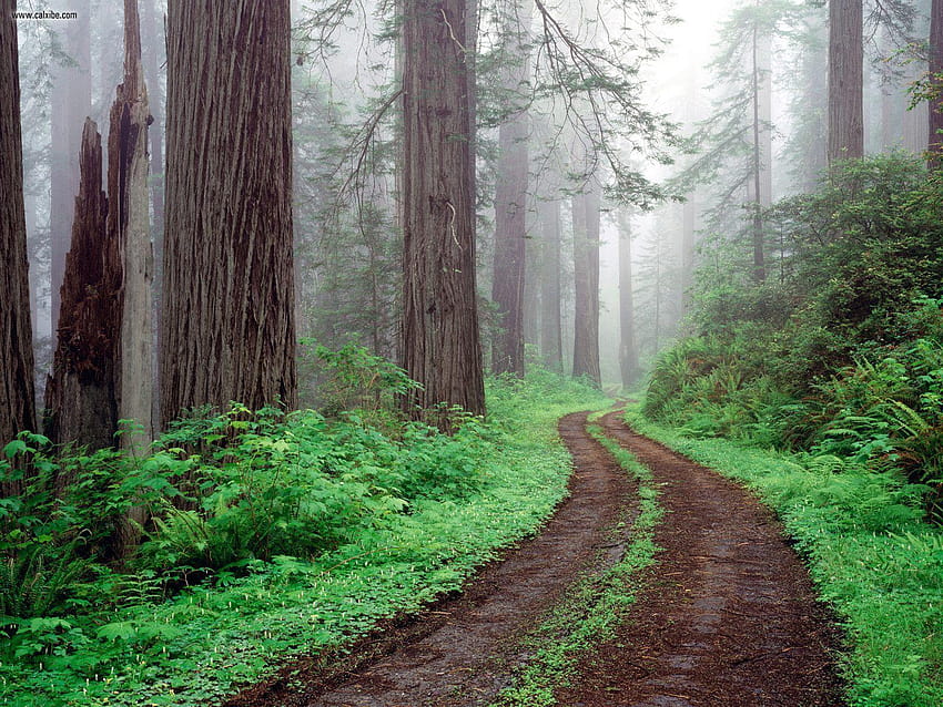 Nature: Redwood National Park California, nr. 23251 HD wallpaper