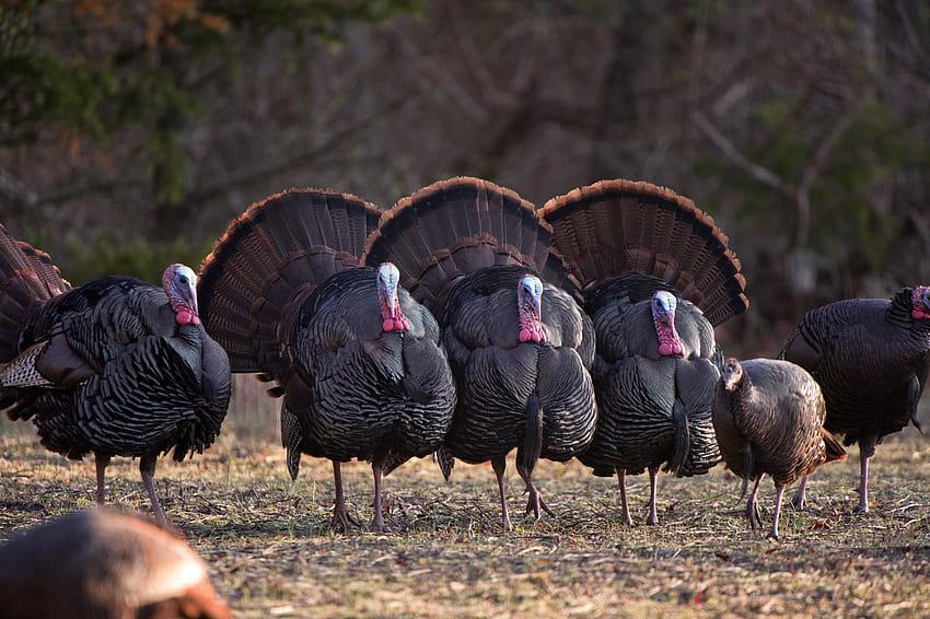 eastern ,wild turkey,turkey,domesticated turkey,bird,galliformes, wild turkeys HD wallpaper