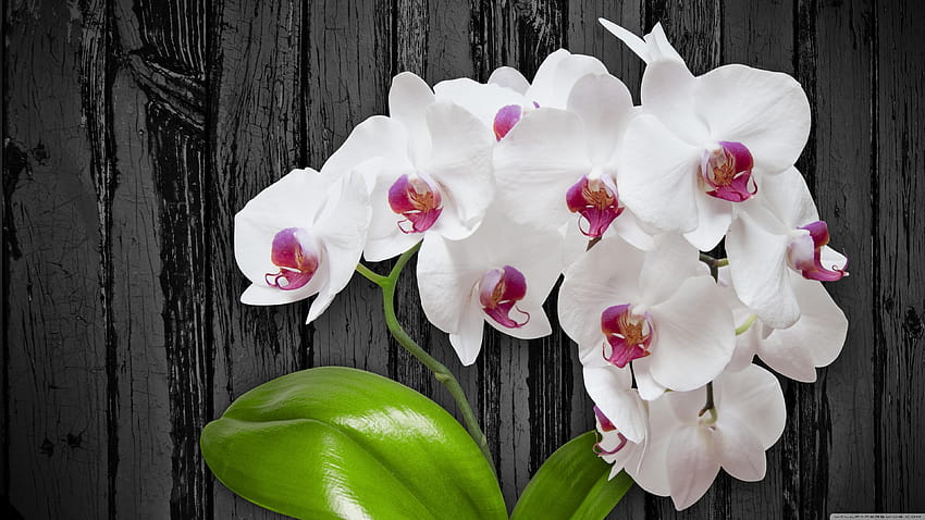 3 Orchideenblüte, weiße Blüte ultra HD-Hintergrundbild