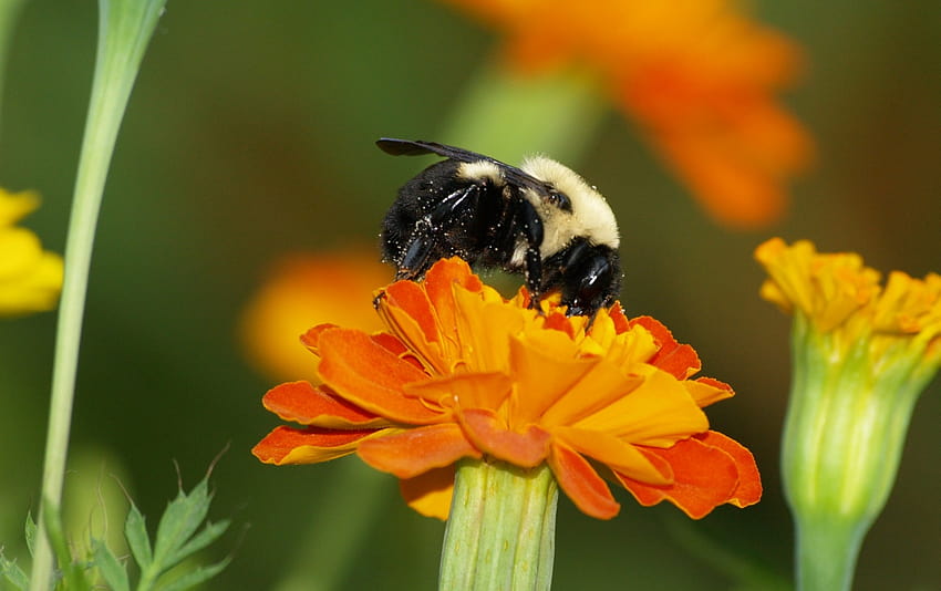Original Marigold Bumblebee, bumble bees HD wallpaper