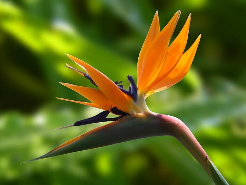 Cómo cultivar un ave del paraíso en interiores o exteriores, flor de ave del paraíso fondo de pantalla