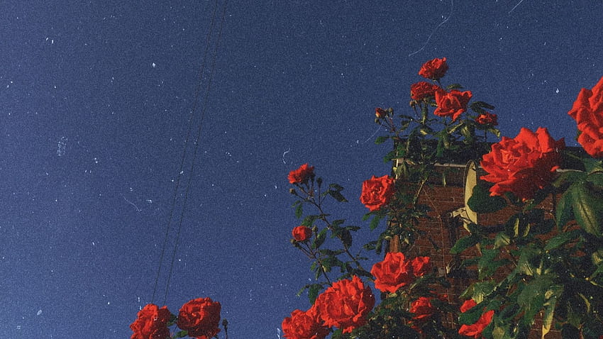 Red roses , Aesthetic ...pinterest, aesthetic roses HD wallpaper