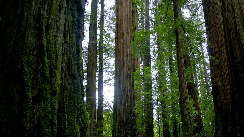 Giant red cedar trees in the Avenue of the Giants, redwood national park HD wallpaper