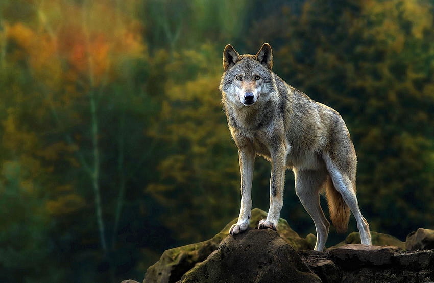 Wolf Nature, real wolf HD wallpaper