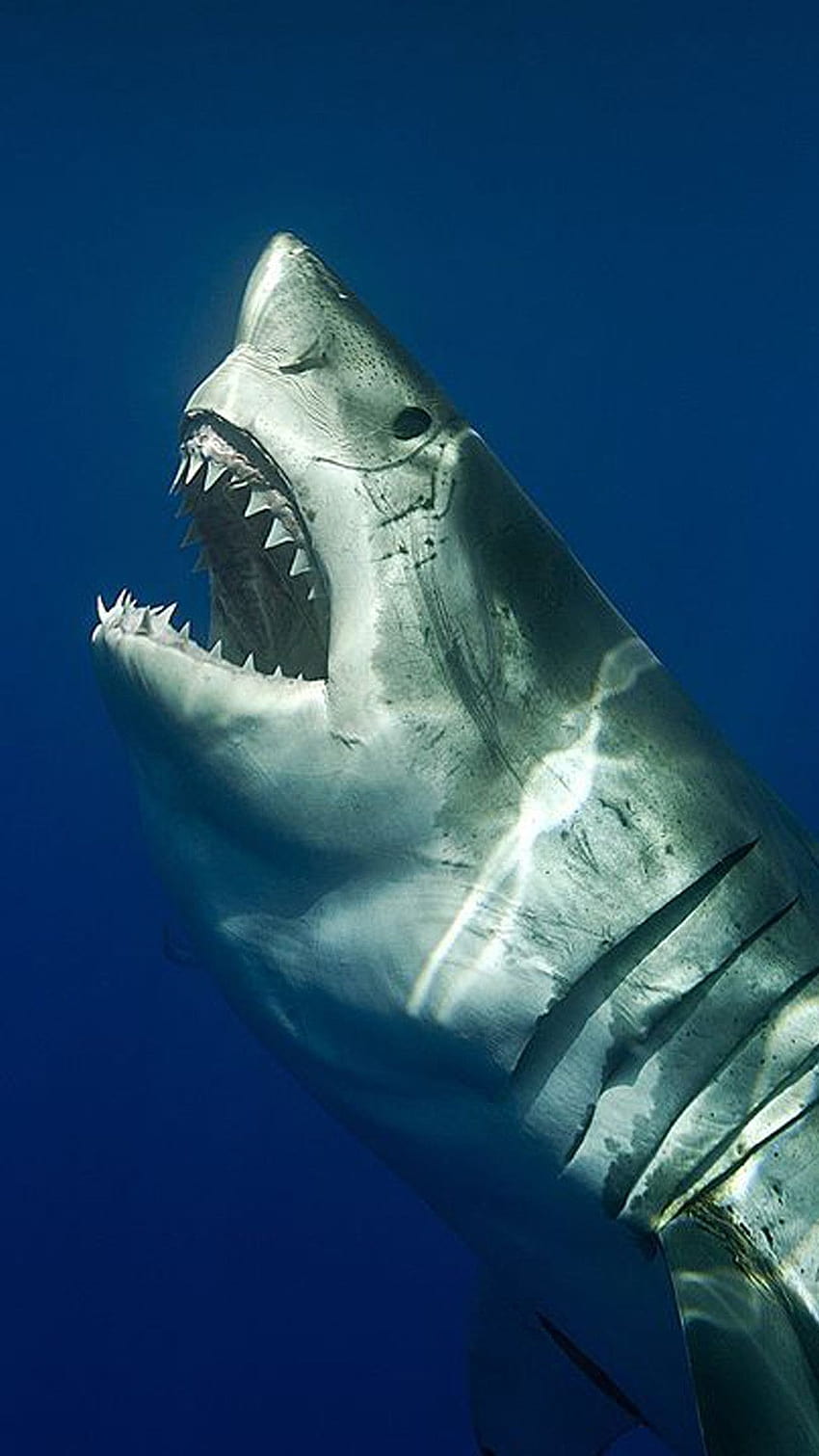 ✅[ฉลามขาว 3 ตัว หุ่นยนต์ฉลาม วอลล์เปเปอร์โทรศัพท์ HD