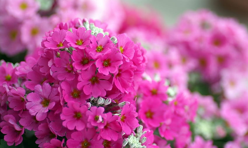 Begonia - Flor 1920x1146, flores de begonia fondo de pantalla | Pxfuel