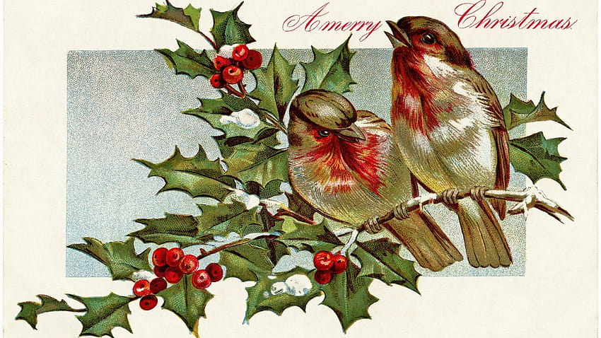 winter bird illustration birds holly berries old, winter birds and berries HD wallpaper